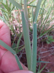 Eustachys paspaloides