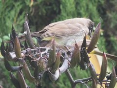 Pycnonotus barbatus layardi