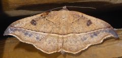 Sarisa muriferata