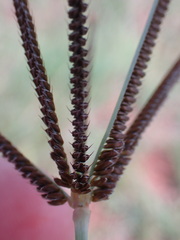 Eustachys paspaloides