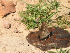 Charaxes solon