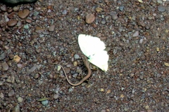 Sphenomorphus maculatus