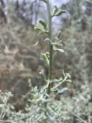 Chenopodium nitrariaceum
