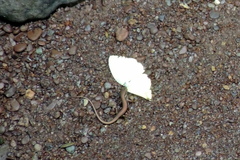 Sphenomorphus maculatus