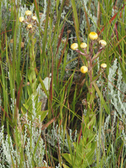 Helichrysum aureolum