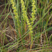 Spear Stonecrop - Photo (c) Felix Riegel, some rights reserved (CC BY-NC), uploaded by Felix Riegel