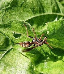 Polistes humilis