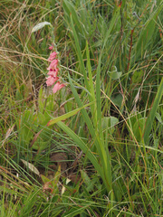 Gladiolus crassifolius