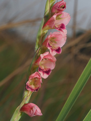 Gladiolus crassifolius