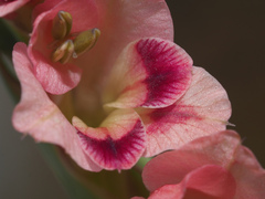 Gladiolus crassifolius