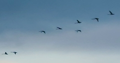 Cygnus