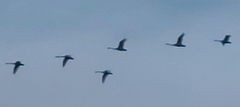 Cygnus