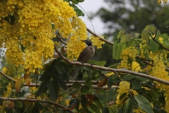Philemon buceroides yorki