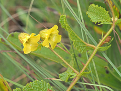 Hermannia transvaalensis