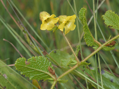 Hermannia transvaalensis