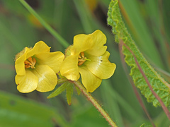 Hermannia transvaalensis