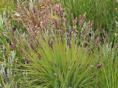 Setaria sphacelata