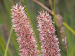 Setaria sphacelata