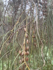 Acacia stenophylla
