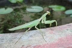 Hierodula tenuidentata