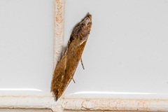 Plusiodonta coelonota