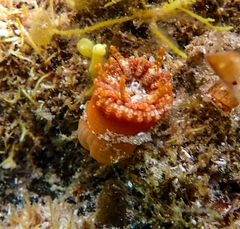 Bunodactis altifossa