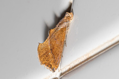 Plusiodonta coelonota