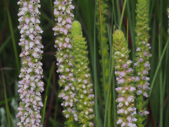 Erica alopecurus