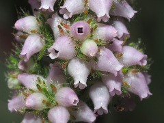 Erica alopecurus