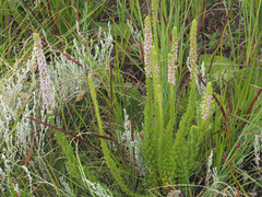 Erica alopecurus