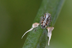 Hyllus