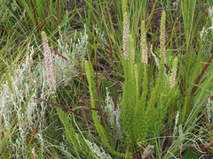 Erica alopecurus