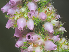 Erica alopecurus