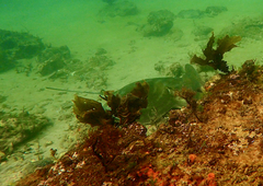 Myliobatis tenuicaudatus