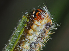 Zygaenidae