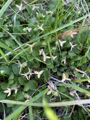 Viola cleistogamoides