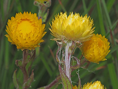 Helichrysum aureum