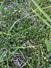 Viola cleistogamoides