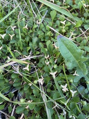 Viola cleistogamoides