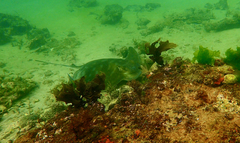 Myliobatis tenuicaudatus