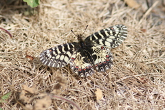 Zerynthia polyxena