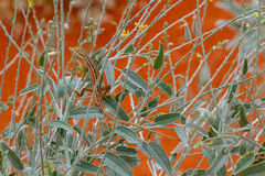 Diporiphora winneckei