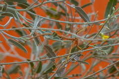 Diporiphora winneckei