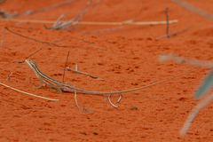 Diporiphora winneckei