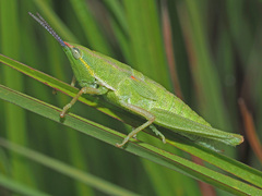 Pyrgomorphidae