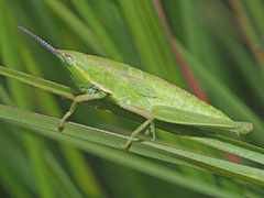 Pyrgomorphidae
