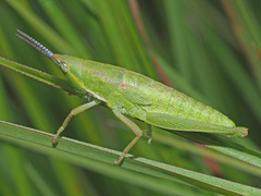 Pyrgomorphidae