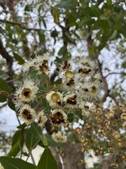 Phyllotocus macleayi