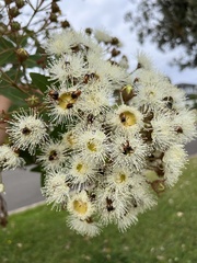 Phyllotocus macleayi