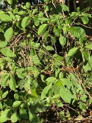 Petiveria alliacea